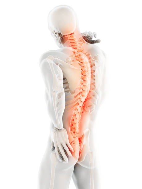illustration of Human skeleton, back pain concept 